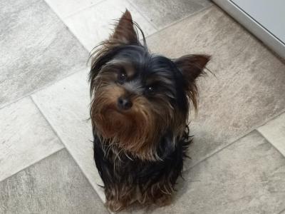 IKC Registered Yorkshire puppies for sale in Cork