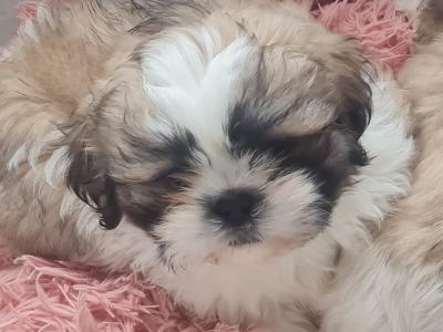 Beautiful Litter of purebred Shih Tzu puppies, health checked by Our Vet with Certificate.