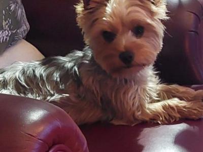 IKC Registered Yorkshire puppies for sale in Cork