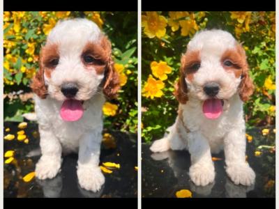 Maltipoo puppies in Cavan