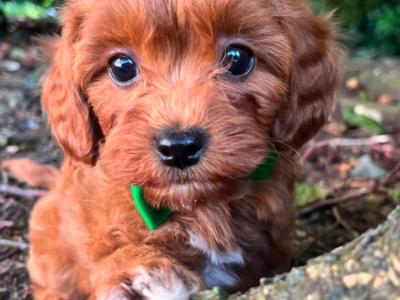 Maltipoo puppies in Cavan