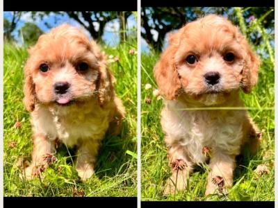 Maltipoo puppies in Cavan