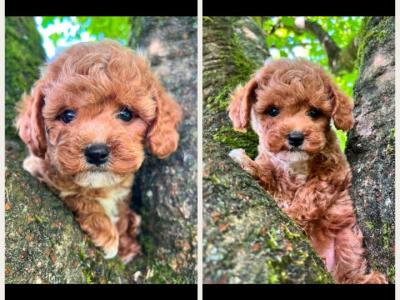 Maltipoo puppies in Cavan