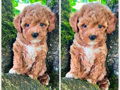 Maltipoo puppies in Cavan