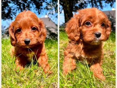 Maltipoo puppies in Cavan