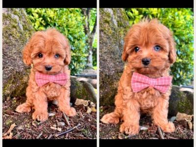 Maltipoo puppies in Cavan