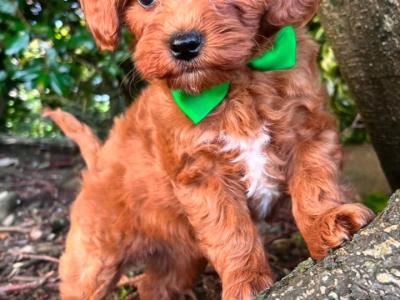 Maltipoo puppies in Cavan