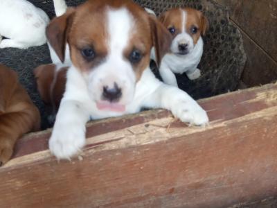 Jack Russell Terrier puppies in Tipperary