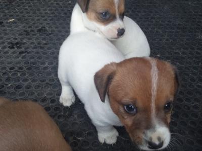 Jack Russell Terrier puppies in Tipperary
