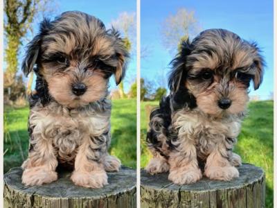 Maltipoo puppies in Cavan