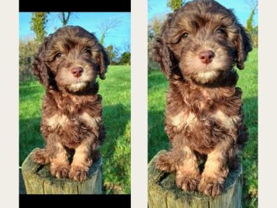 Maltipoo puppies in Cavan