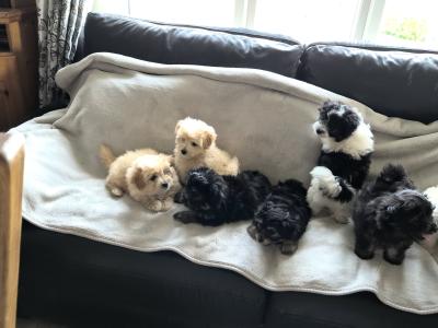 Beautiful Poochon x Pomeranian puppies in Clare