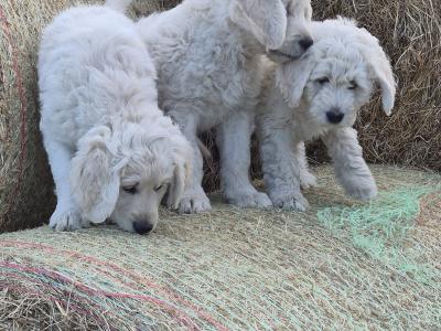 Goldendoodle pups for sale 2 boys and 1 girl
