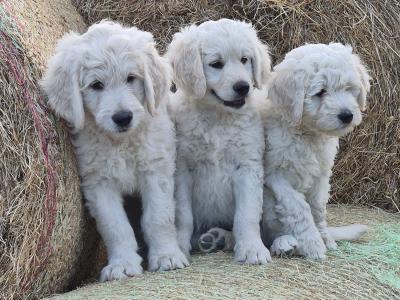 Goldendoodle pups for sale 2 boys and 1 girl