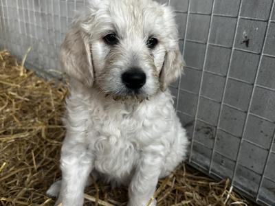 Goldendoodle pups for sale 2 boys and 1 girl