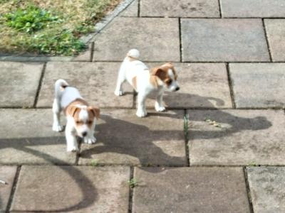 Jack Russell puppies in Carlow €550