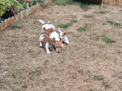 Jack Russell puppies in Carlow €550