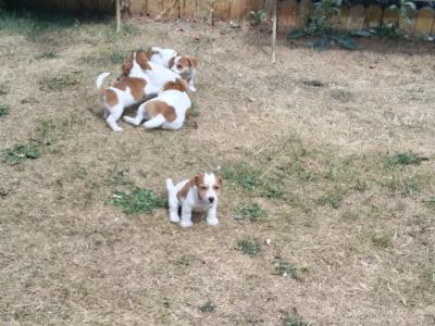 Jack Russell puppies in Carlow €550