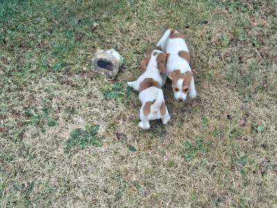 Jack Russell puppies in Carlow €550