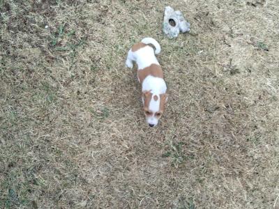 Jack Russell puppies in Carlow €550