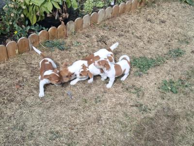 Jack Russell puppies in Carlow €550