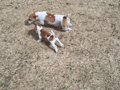 Jack Russell puppies in Carlow €550