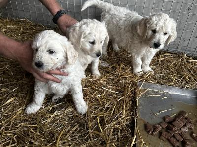 Goldendoodle pups for sale 2 boys and 1 girl