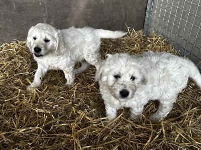 Goldendoodle pups for sale 2 boys and 1 girl
