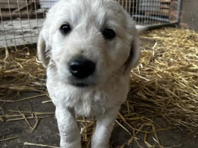 Goldendoodle pups for sale 2 boys and 1 girl