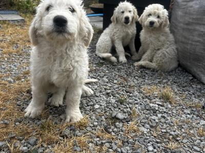 Goldendoodle pups for sale 2 boys and 1 girl
