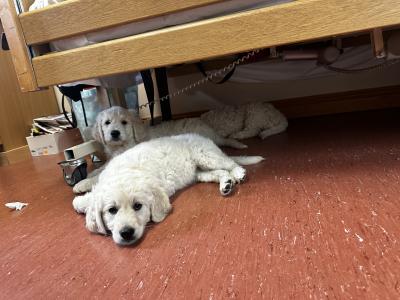 Goldendoodle pups for sale 2 boys and 1 girl