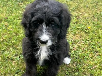 Bernedoodle pup (last female) in Meath