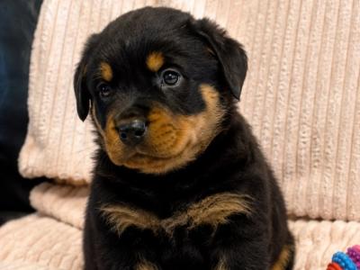 Rottweiler pups in Westmeath