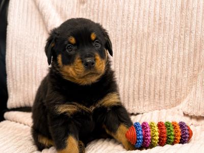 Rottweiler pups in Westmeath
