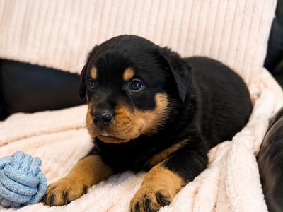 Rottweiler pups in Westmeath