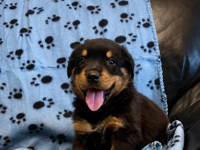 Rottweiler pups in Westmeath