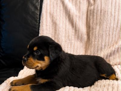 Rottweiler pups in Westmeath