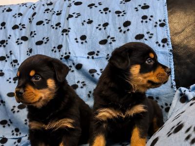 Rottweiler pups in Westmeath