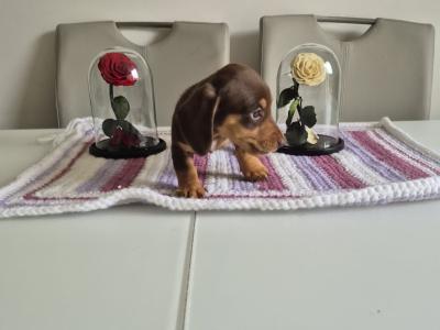 Toy Dachshund puppies for sale in Mayo