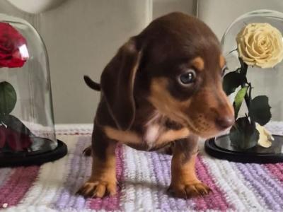 Toy Dachshund puppies for sale in Mayo