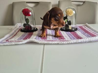 Toy Dachshund puppies for sale in Mayo