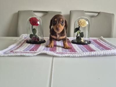 Toy Dachshund puppies for sale in Mayo