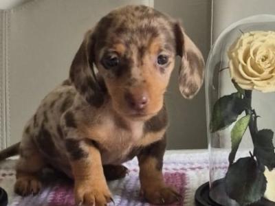 Toy Dachshund puppies for sale in Mayo