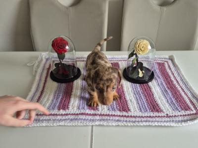 Toy Dachshund puppies for sale in Mayo