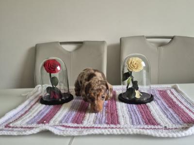 Toy Dachshund puppies for sale in Mayo