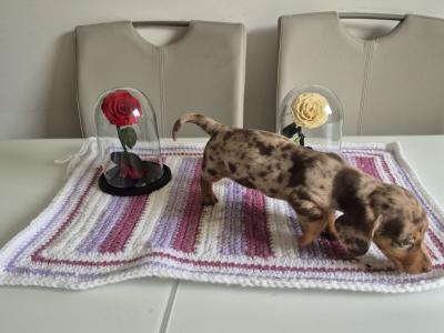 Toy Dachshund puppies for sale in Mayo