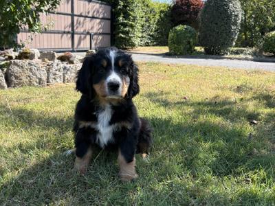 Bernese Mountain Dog x Newfoundland puppies for sale in Carlow