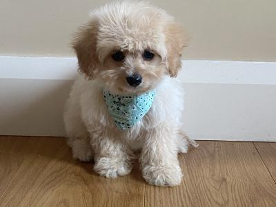 Cavachon puppies in Kilkenny