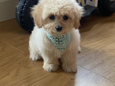 Cavachon puppies in Kilkenny