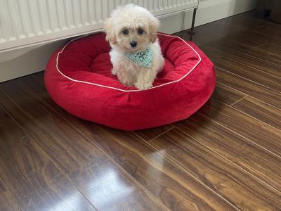 Cavachon puppies in Kilkenny